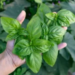 ⁦بذور ريحان ايطالى 50 بذرة⁩ - الصورة ⁦2⁩