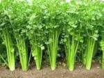 ⁦بذور كرفس 50 جرام⁩ - الصورة ⁦2⁩