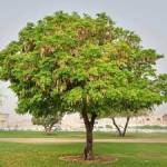 ⁦بذور لبخ ابيض 5 جرام⁩ - الصورة ⁦2⁩