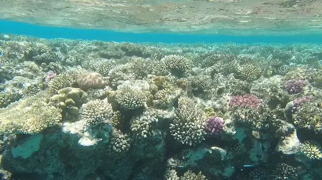 Paradise Island – excursie cu barca + scuba diving - imagine 3
