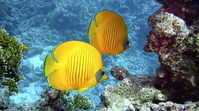 Paradise Island – excursie cu barca + scuba diving - imagine 2