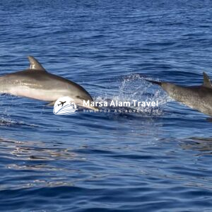 DOLPHIN HOUSE – boat ride + swimming with dolphins