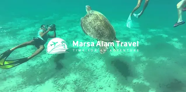 Tour to Turtle Bay